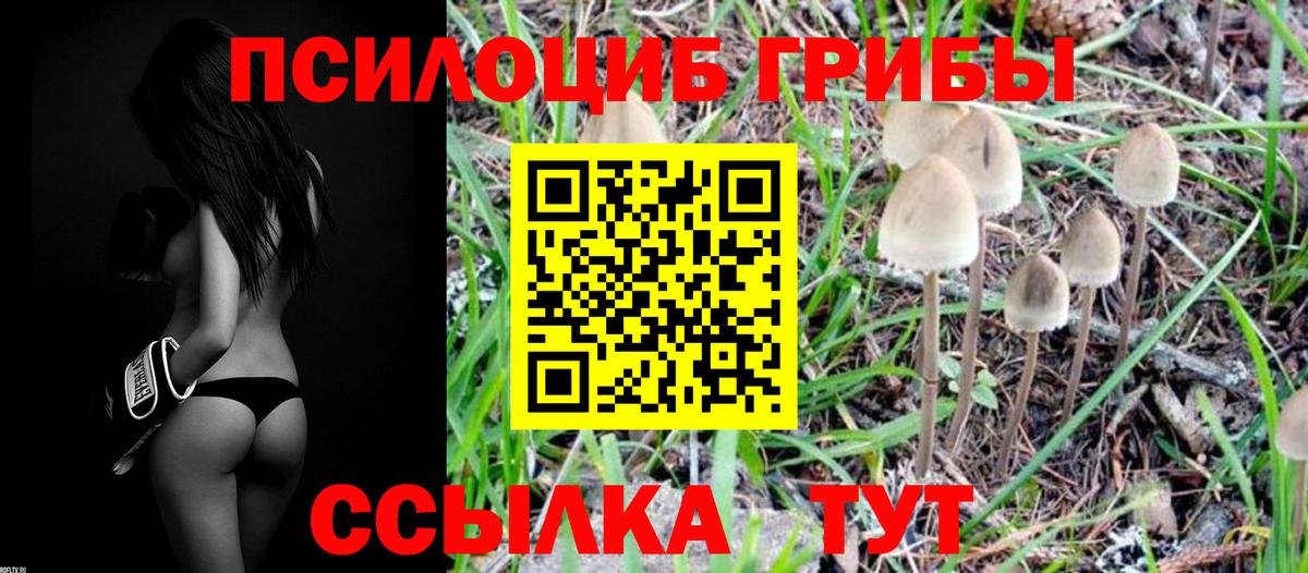 Серпухов  Псилоцибиновые грибы Cubensis  Вход с VPN 